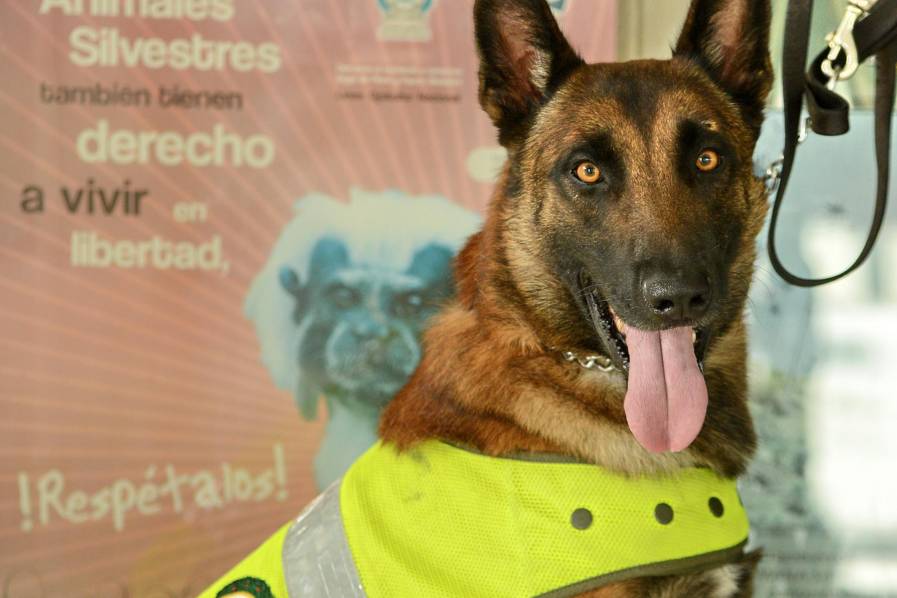 Imagen Video: Conozca a Karim, el perro que lucha contra el tráfico de animales en el Bonilla Aragón