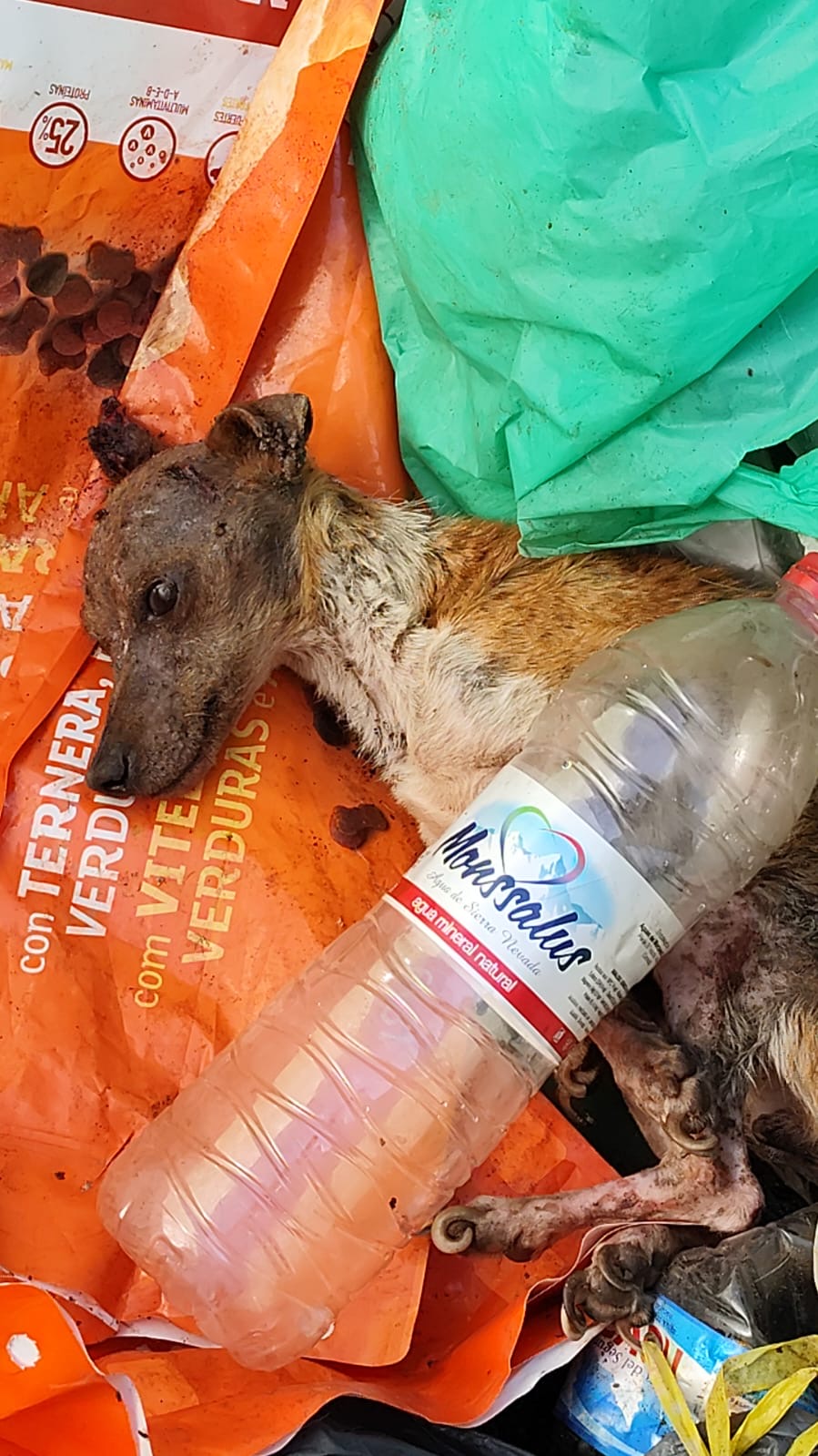 Salvar animales abandonados - ¿Qué hacemos?
Dar tratamiento veterinario y encontrar buenas familias a los animales rescatados.
¿A... | Recaudación de fondos en Coral