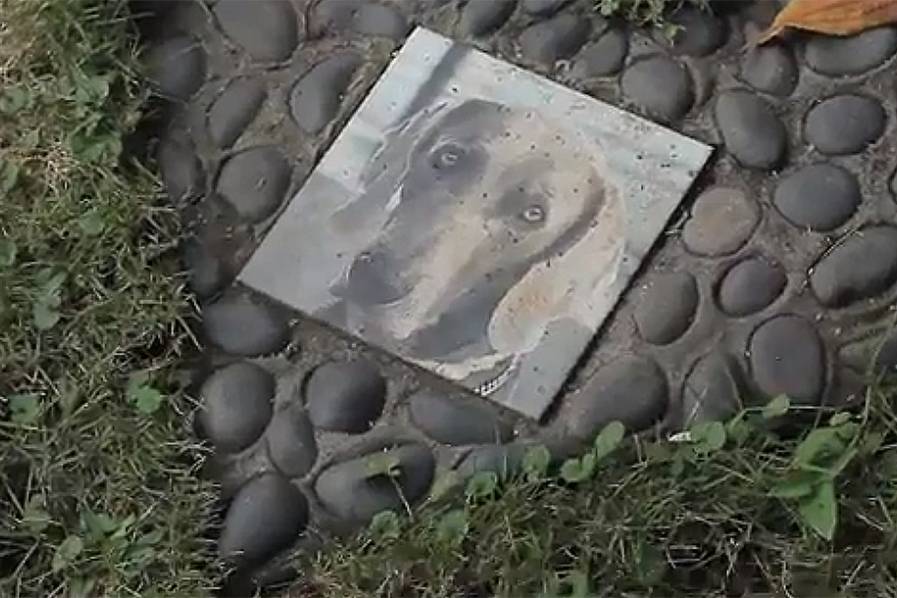 Imagen Video: cementerio de mascotas de Cali, un lugar para despedir a esos amigos inolvidables