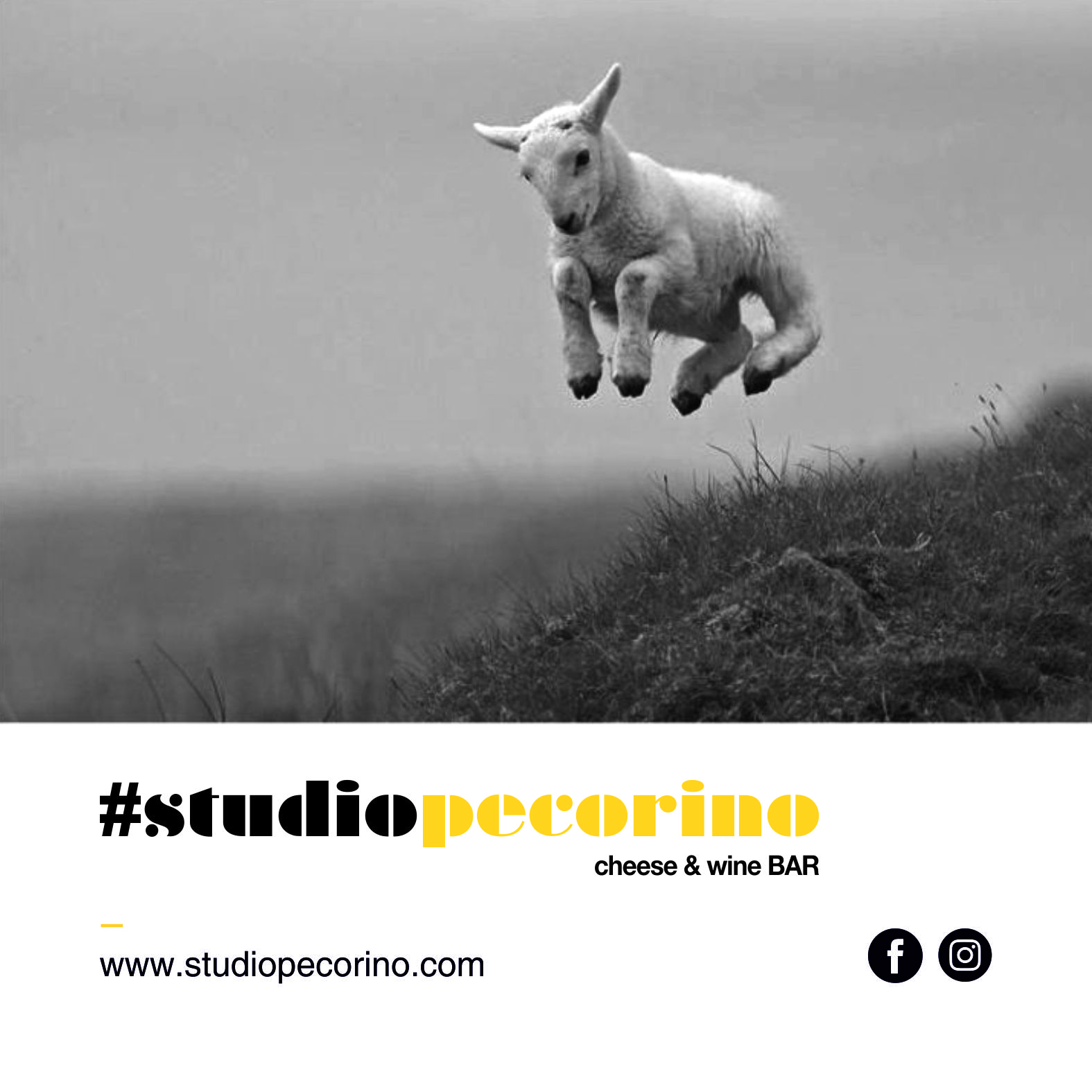 Studio Pecorino