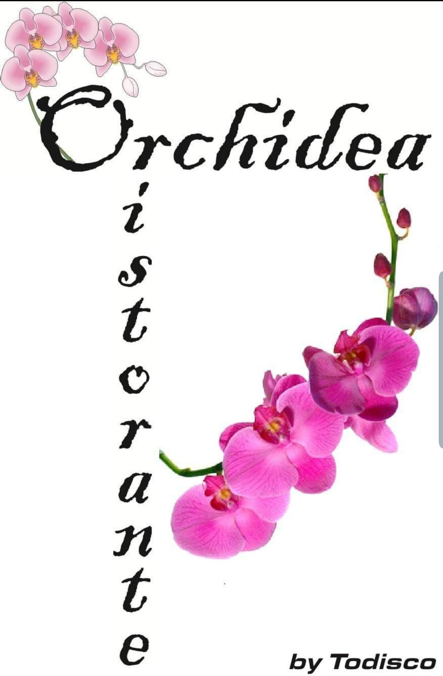 Orchidea