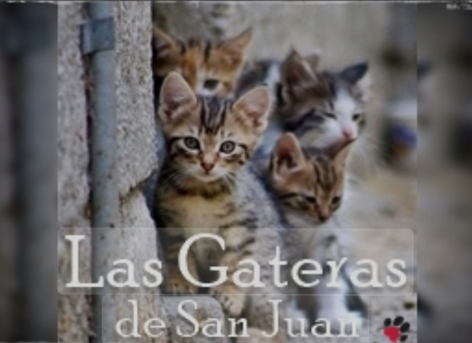Las gateras de san juan - Cubrir gastos
| Recaudación de fondos en Coral